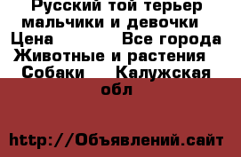 Русский той-терьер мальчики и девочки › Цена ­ 8 000 - Все города Животные и растения » Собаки   . Калужская обл.